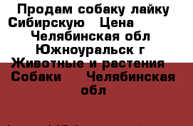 Продам собаку лайку Сибирскую › Цена ­ 3 000 - Челябинская обл., Южноуральск г. Животные и растения » Собаки   . Челябинская обл.